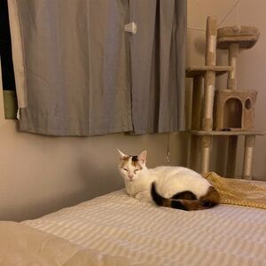 LIGHT GREY TWO PEICE BLACKOUT CURTAIN